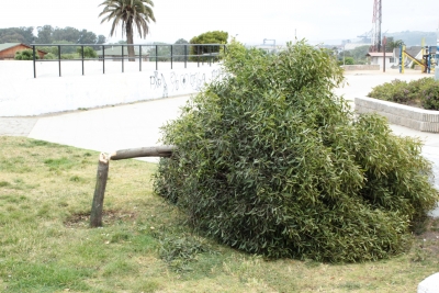 Árboles de Plaza Estrella fueron talados por inescrupulosos.