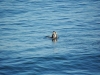 Ballenas francas observadas en Santo Domingo y Boca del Rapel