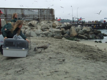Liberadas gaviotas en el marco del D&iacute;a Mundial de los Humedales