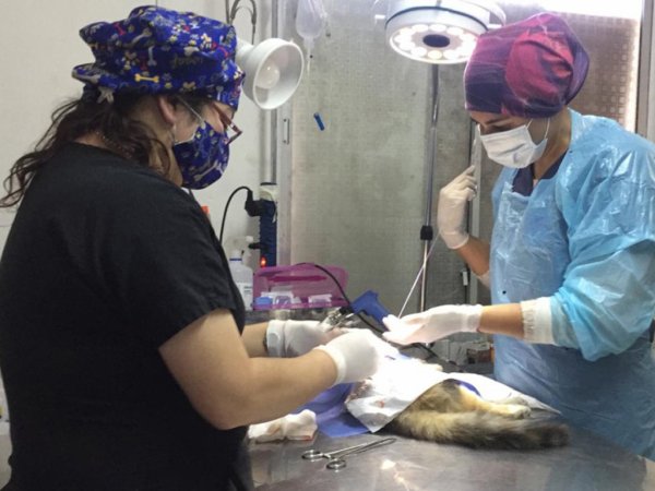 El Centro de Mascotas Municipal retom&oacute; la atenci&oacute;n
