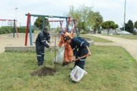 Municipio de San Antonio inicio la reposici&oacute;n de los &aacute;rboles da&ntilde;ados en la Plaza Estrella.